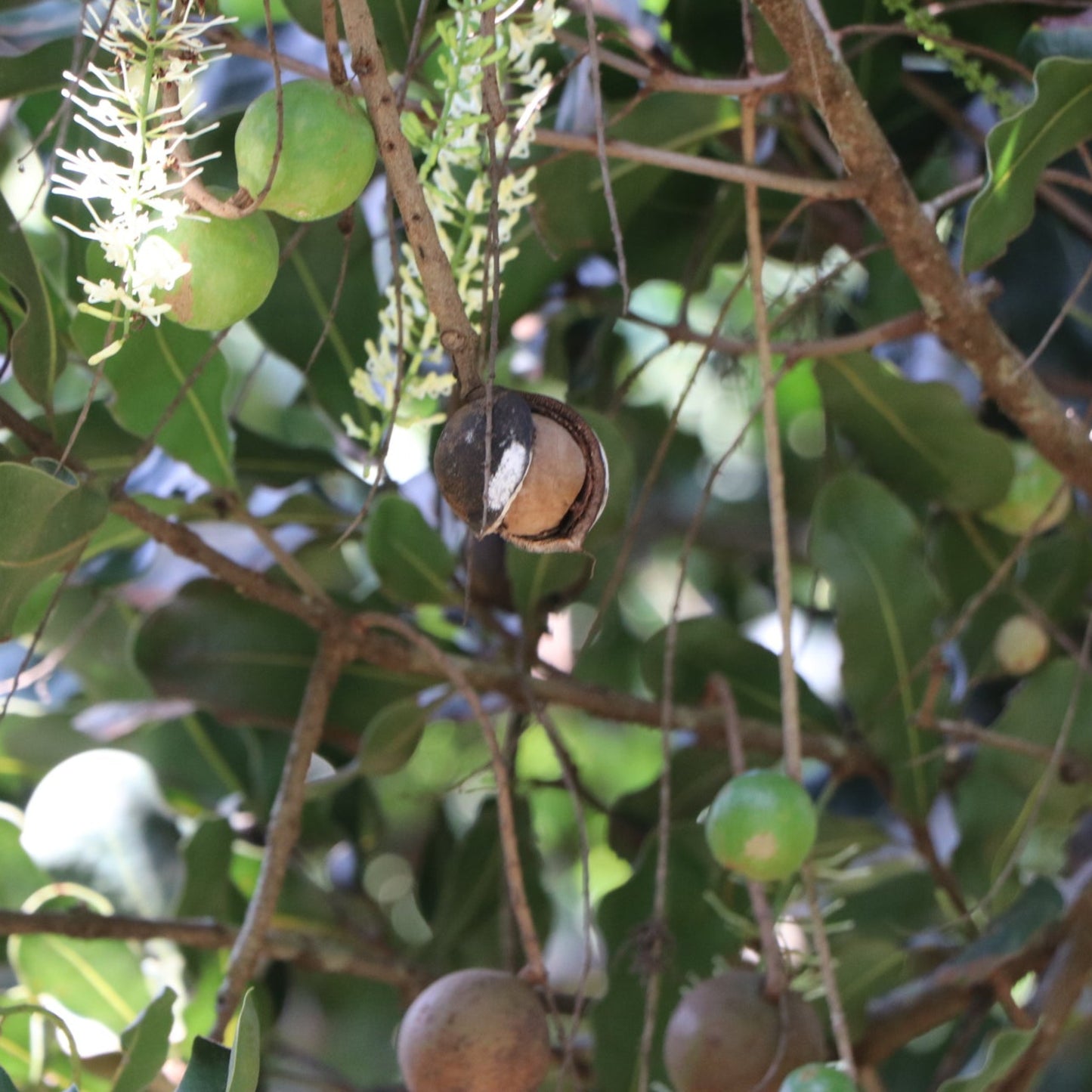 Macadamia nuts on tree in Kenya