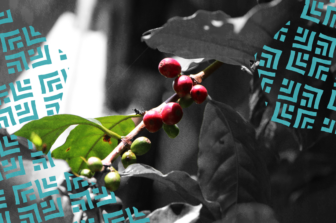 Behind the Kenyan Single-origin Bean: Kigari Farmers Cooperative Society