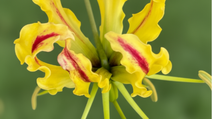 Fire Lily Flower