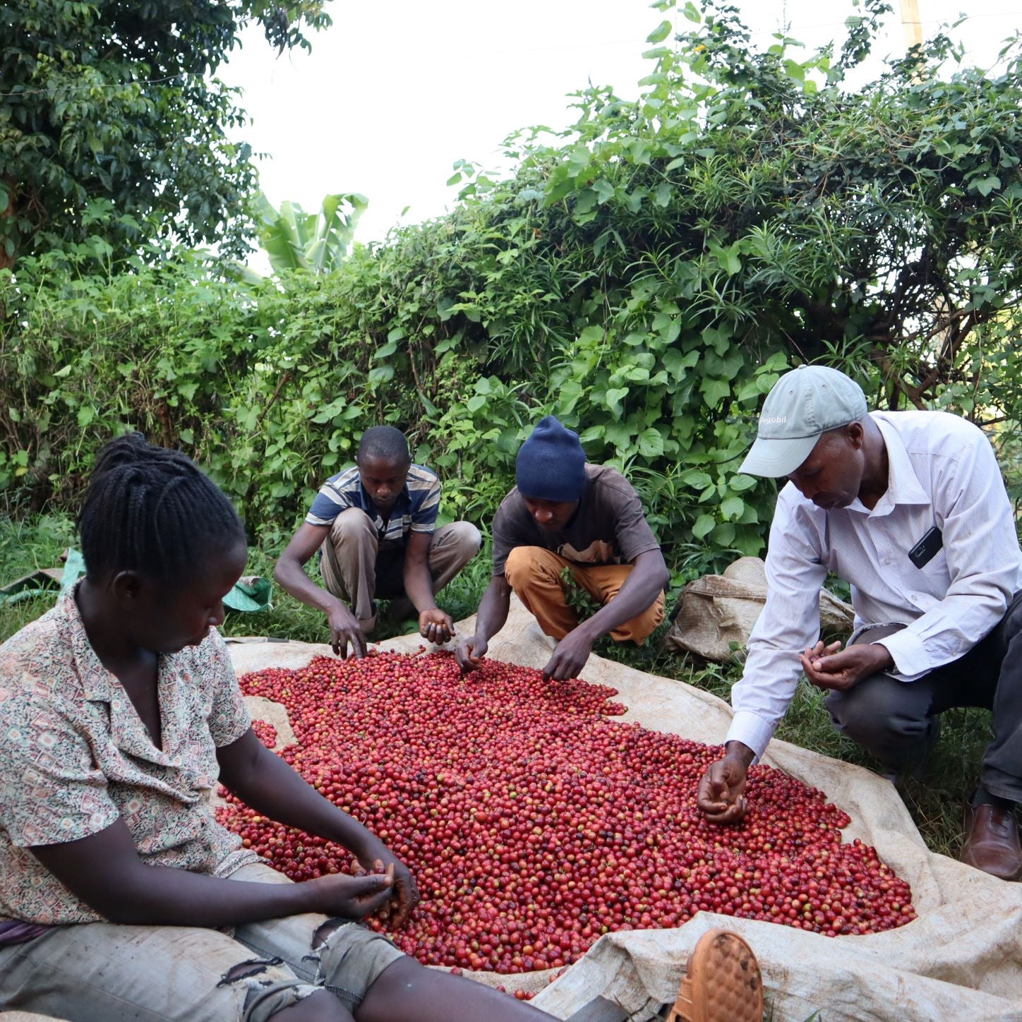 Farmers sorting coffee cherries for light roast Kenyan coffee, showcasing sustainable farming practices in Meru.